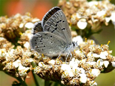Image title: Mission blue butterfly insect macro photo icaricia icarioides missionensis Image from Public domain images website, http://www.public-domain-image.com/full-image/fauna-animals-public-doma photo