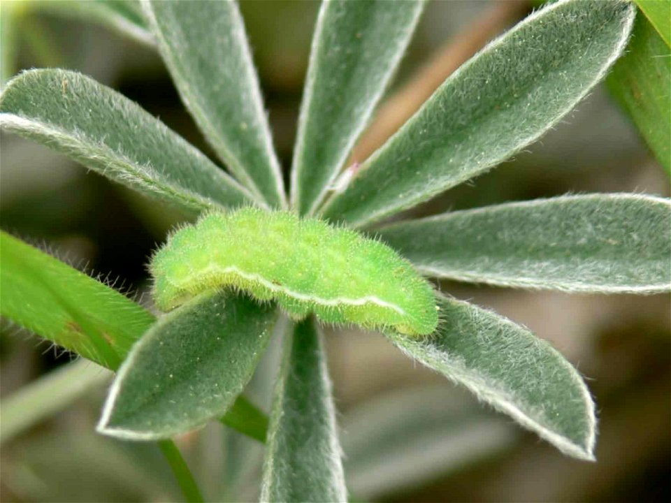 Image title: Mission blue larvae Image from Public domain images website, http://www.public-domain-image.com/full-image/fauna-animals-public-domain-images-pictures/insects-and-bugs-public-domain-image photo