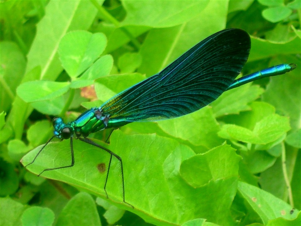 Close up of a Beautiful Demoiselle, a type of damselfly.