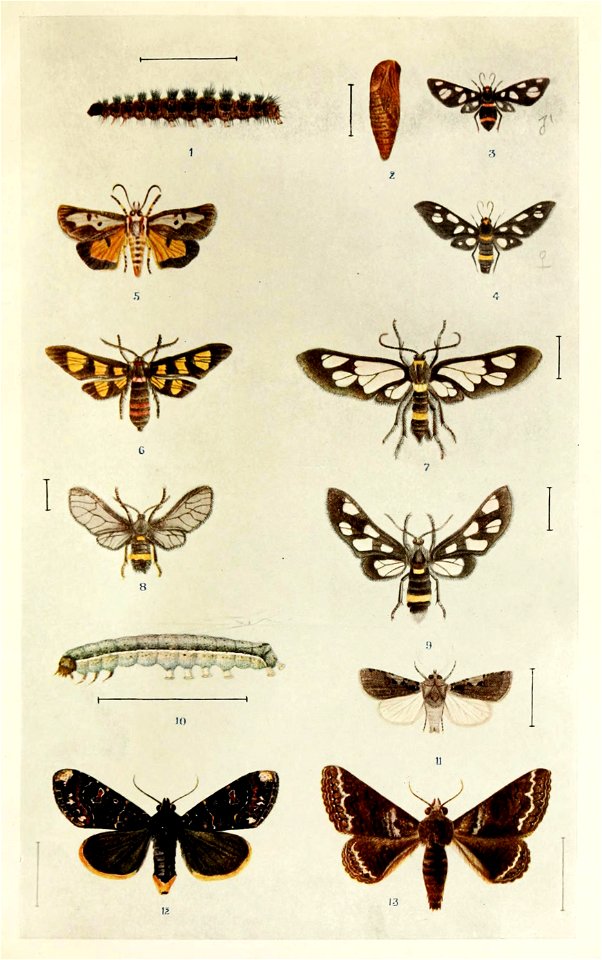 Picture from book Indian Insect Life: a Manual of the Insects of the Plains by Harold Maxwell-Lefroy.
Plate XXXIV - Syntomids and Noctuids

Fig.1-Syntomis cyssea (=Amata cyssea (Stoll, 1782))
Fig.2-Sy