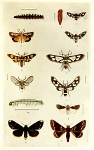 Picture from book Indian Insect Life: a Manual of the Insects of the Plains by Harold Maxwell-Lefroy. Plate XXXIV - Syntomids and Noctuids Fig.1-Syntomis cyssea (=Amata cyssea (Stoll, 1782)) Fig.2-Sy photo