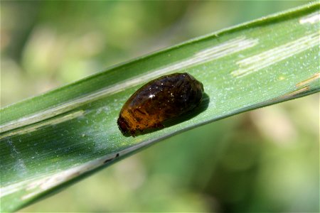 Cereal leaf beetle (Oulema melanopus) larva from Blacksburg, VA. photo