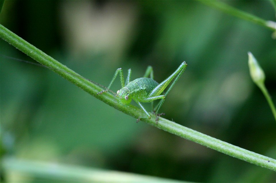 Larva of Leptophyes punctatissima - Belgium