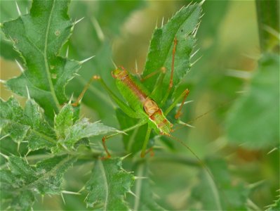 Speckled Bush-cricket (Leptophyes punctatissima)