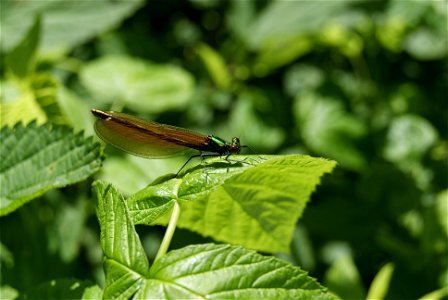 Calopteryx virgo photo