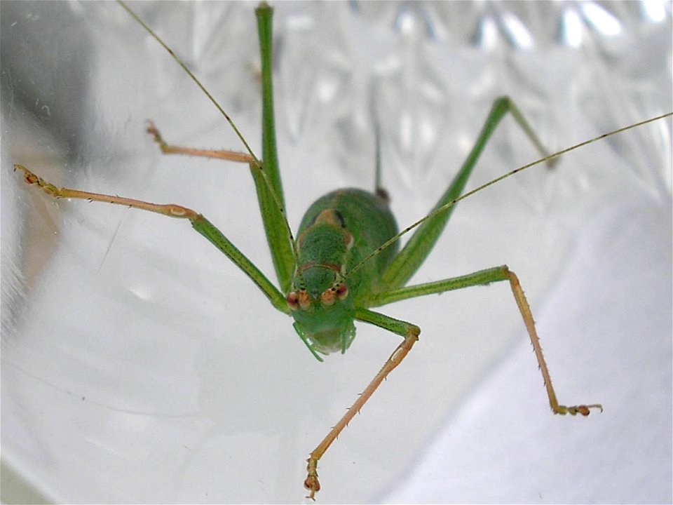 Speckled bush-cricket (Leptophyes punctatissima), female.Location:  Hamburg-Horn, Hamburg, GermanyKeywords:  woman, femina