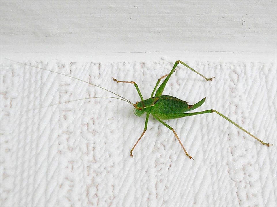 Speckled bush-cricket (Leptophyes punctatissima), female.Location:  Hamburg-Horn, Hamburg, GermanyKeywords:  woman, femina