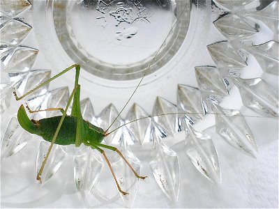 Speckled bush-cricket (Leptophyes punctatissima), female.Location:  Hamburg-Horn, Hamburg, GermanyKeywords:  woman, femina