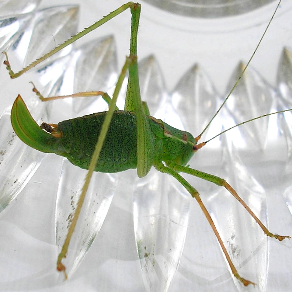 Speckled bush-cricket (Leptophyes punctatissima), female.Location:  Hamburg-Horn, Hamburg, GermanyKeywords:  woman, femina