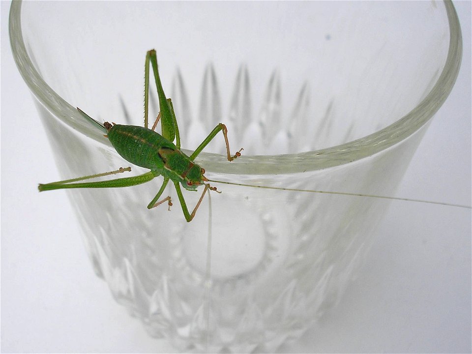 Speckled bush-cricket (Leptophyes punctatissima), female.Location:  Hamburg-Horn, Hamburg, GermanyKeywords:  woman, femina