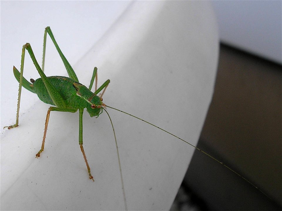 Speckled bush-cricket (Leptophyes punctatissima), female.Location:  Hamburg-Horn, Hamburg, GermanyKeywords:  woman, femina