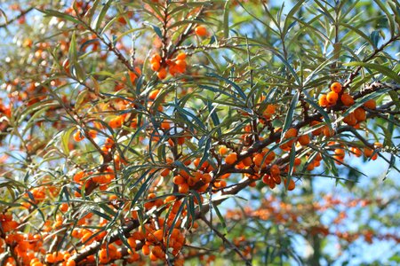 Vitamins fruits sea-buckthorn fruits photo