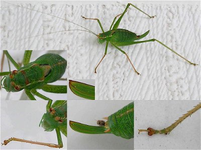 Speckled bush-cricket (Leptophyes punctatissima), female.Location:  Hamburg-Horn, Hamburg, GermanyKeywords:  woman, femina