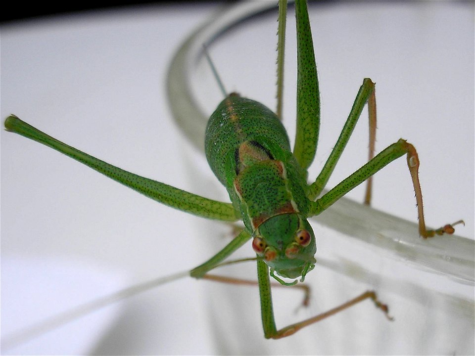 Speckled bush-cricket (Leptophyes punctatissima), female.Location:  Hamburg-Horn, Hamburg, GermanyKeywords:  woman, femina