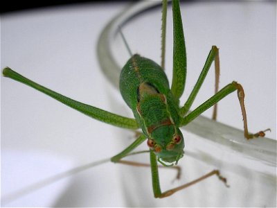 Speckled bush-cricket (Leptophyes punctatissima), female.Location:  Hamburg-Horn, Hamburg, GermanyKeywords:  woman, femina