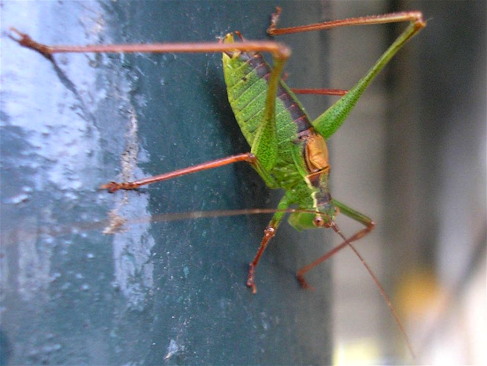 Speckled bush-cricket (Leptophyes punctatissima), male.Location:  Hengelo, Overijssel, NetherlandsKeywords:  man, mascula