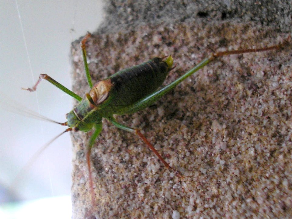 Speckled bush-cricket (Leptophyes punctatissima), male.Location:  Hengelo, Overijssel, NetherlandsKeywords:  man, mascula, legg missing