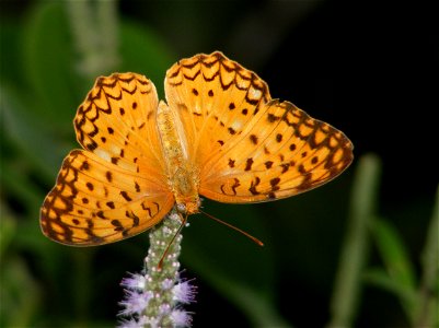 Common Leopard_Phalanta Phalanta photo