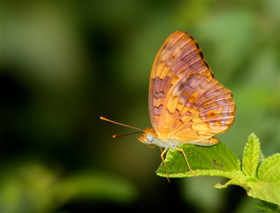 Common Leopard_Phalanta phalantha