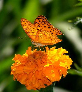 Common Leopard _ Phalanta phalantha