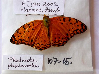 <a href="http://nymphalidae.utu.fi/story.php?code=NW107-15" rel="nofollow">see in our database</a>