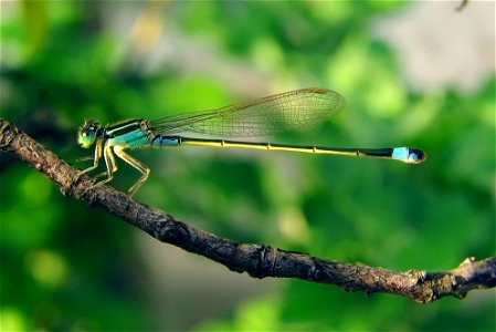Common Bluetail, a widespread damselfly in Africa, the Middle East, Southern and Eastern Asia.