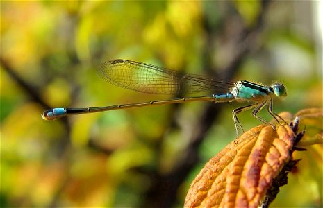 Common Bluetail, a widespread damselfly in Africa, the Middle East, Southern and Eastern Asia. photo