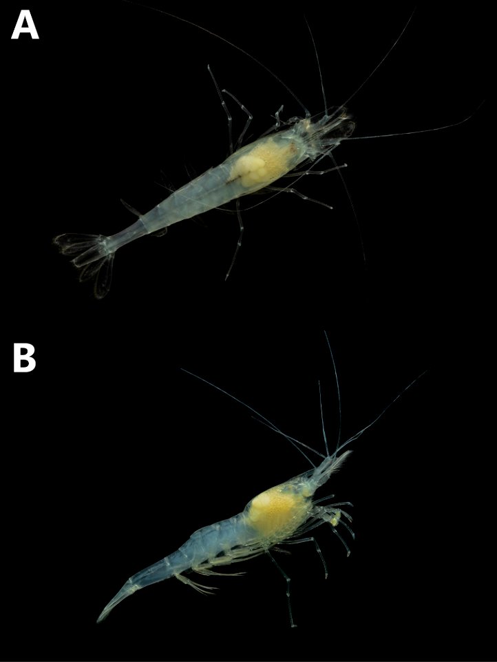 Figure 2; Photographs of the cave shrimp from Fern Cave, Jackson County, Alabama in life: dorsal (A) and lateral views (B).
