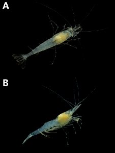 Figure 2; Photographs of the cave shrimp from Fern Cave, Jackson County, Alabama in life: dorsal (A) and lateral views (B).