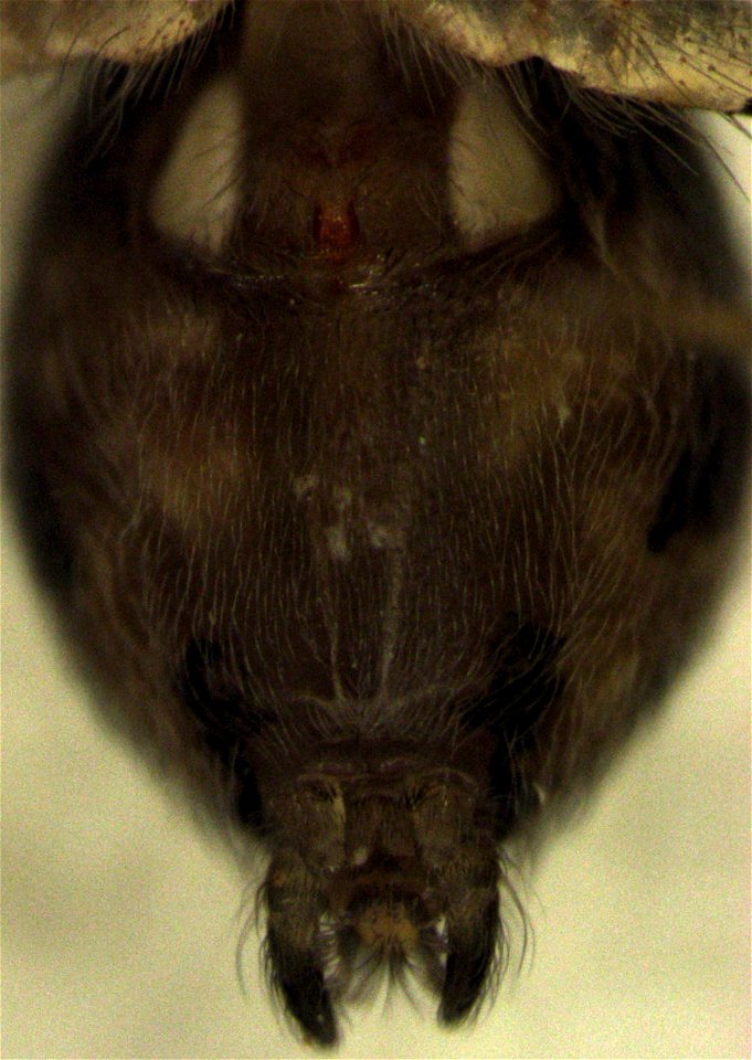 ventral side of abdomen of female Oecobius navus