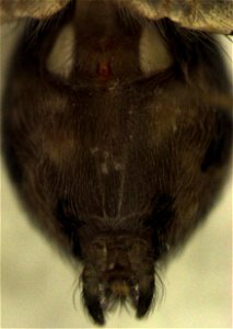 ventral side of abdomen of female Oecobius navus