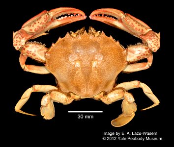 PRESERVED_SPECIMEN; ; dry; Det. by: Johanna M. Reinhart; GM Image; Gray Museum; IZ number 30799; lot count 1; original catalog number GM 1570; 1968-07-24T00:00:00Z
