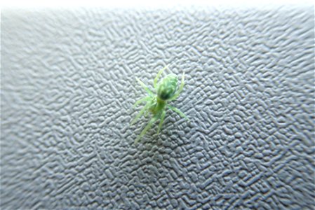 green spider