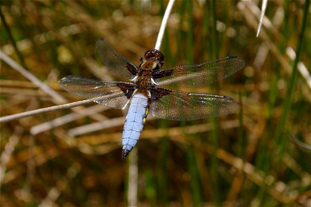 A photo that I took near the Cwm Clydach Nature reserve in South Wales. Samasnookerfan (talk) 18:33, 6 January 2008 (UTC)
