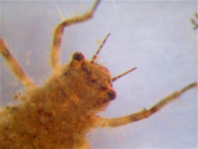 Larva of Dragonfly. Animal is about 8 mm long. Location: 10 week old garden pond in Munich, Germany. According to this discussion the genus is Libellula, the species is, most likely, Libellula depress photo