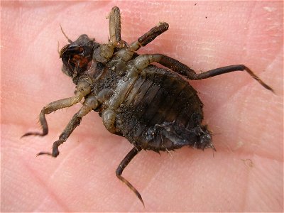Larva of the Dragonfly Libellula depressa ("Broad-bodied Chaser"), dying or deadLocation: Hengelo, Overijssel, Netherlands.Note: This larva was previously identified here as a Scarce Chaser (Libellula