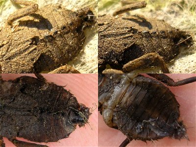 Larva of the Dragonfly Libellula depressa ("Broad-bodied Chaser"), dying or deadLocation: Hengelo, Overijssel, Netherlands.Note: This larva was previously identified here as a Scarce Chaser (Libellula photo