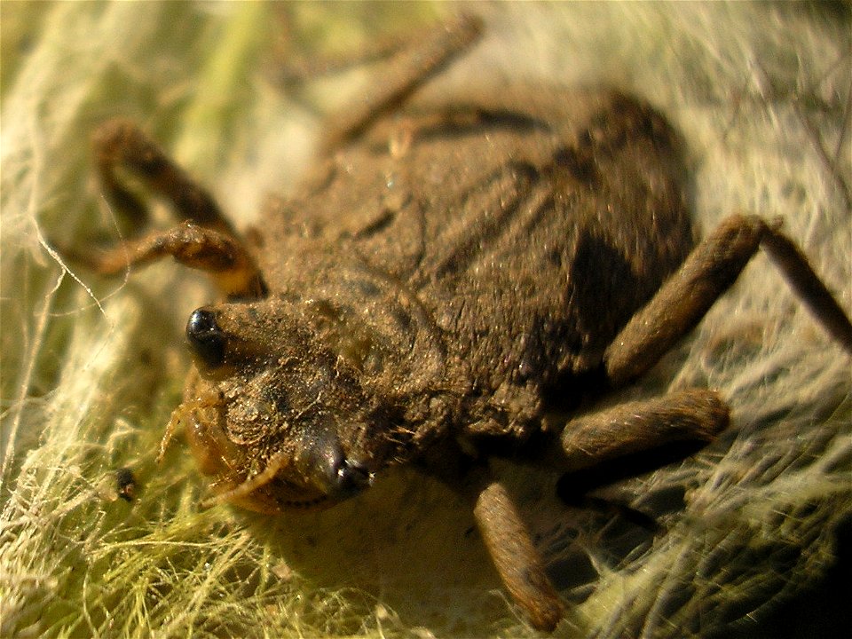 Larva of the Dragonfly Libellula depressa ("Broad-bodied Chaser"), dying or deadLocation: Hengelo, Overijssel, Netherlands.Note: This larva was previously identified here as a Scarce Chaser (Libellula