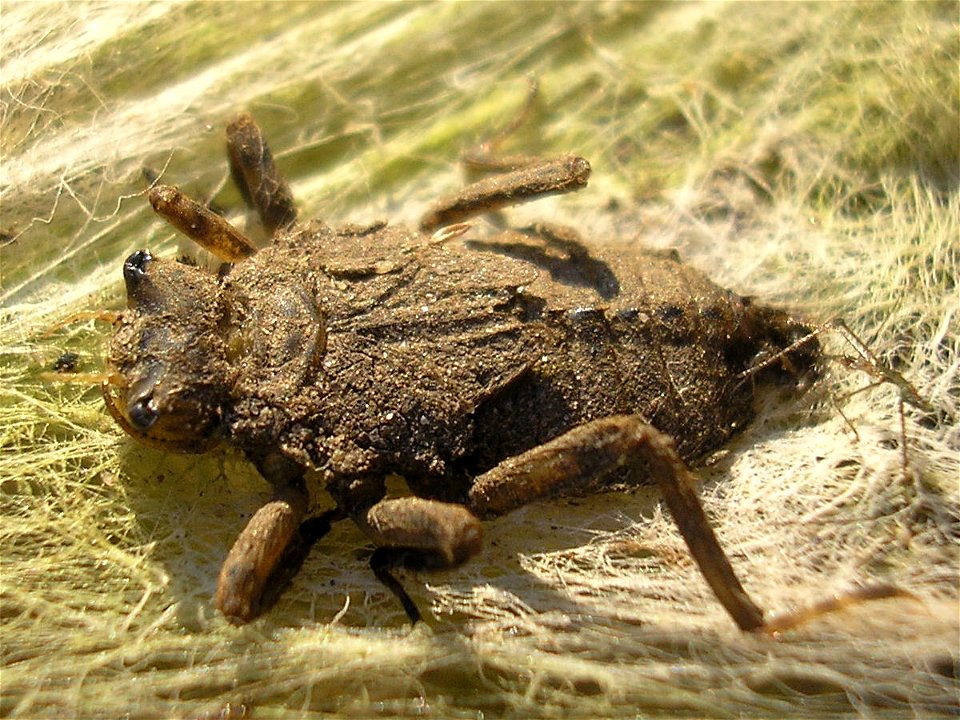 Larva of the Dragonfly Libellula depressa ("Broad-bodied Chaser"), dying or deadLocation: Hengelo, Overijssel, Netherlands.Note: This larva was previously identified here as a Scarce Chaser (Libellula