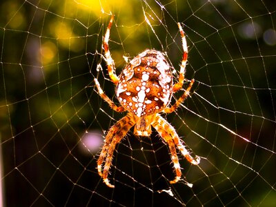 Cobweb insect invertebrates