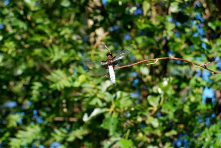 A Male Broad-bodied Chaser Dragon Fly on Öland, Sweden photo