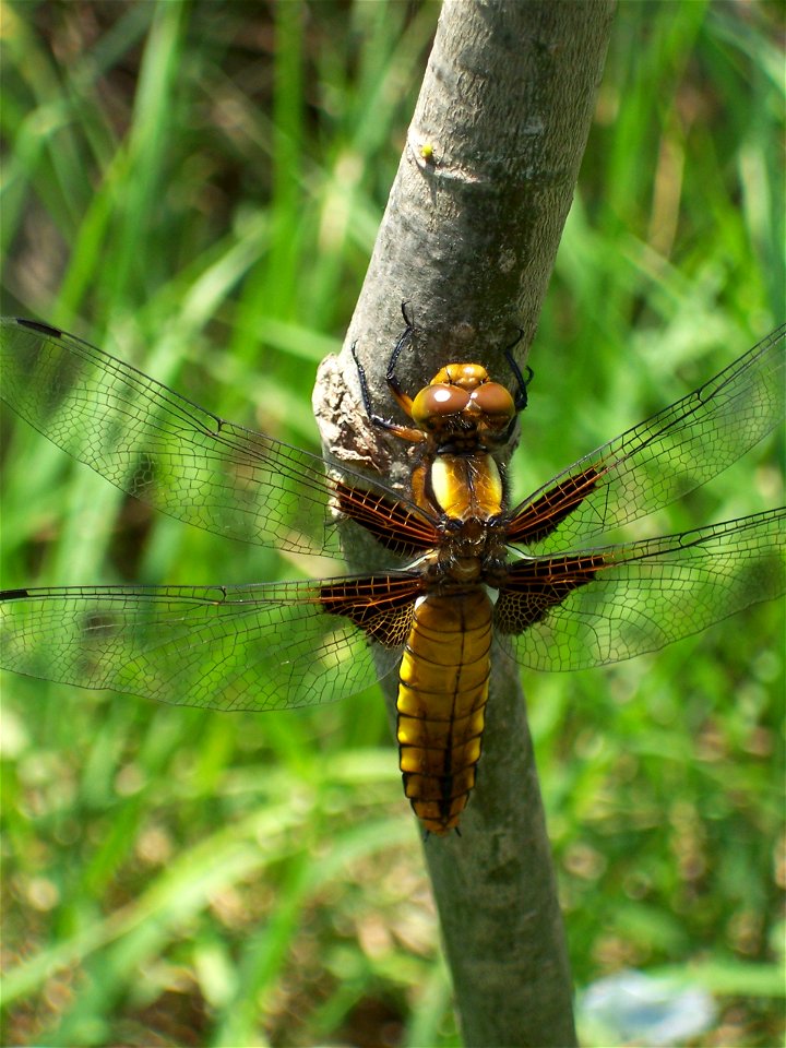 Young female specimen of Libellula depressa. Picture taken in a garden between Tbilissi and Mzcheta, 100 m from the banks of Mtkvari-River.