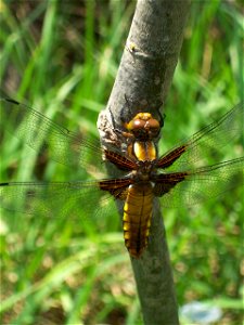 Young female specimen of Libellula depressa. Picture taken in a garden between Tbilissi and Mzcheta, 100 m from the banks of Mtkvari-River.