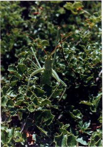 Magicienne dentelée. Provence. Juillet 1989. Provence, France.