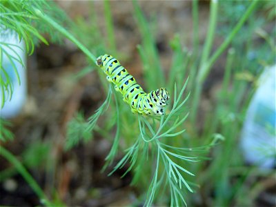 An Anise Swallowtail in late caterpillar stage, in a garden in Mill Valley, California