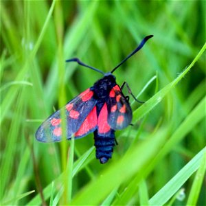 Photograph of Six-spot Burnet moth (Zygaena filipendulae) seen on Bromyard Downs in Herefordshire, UK on 14th July 2019