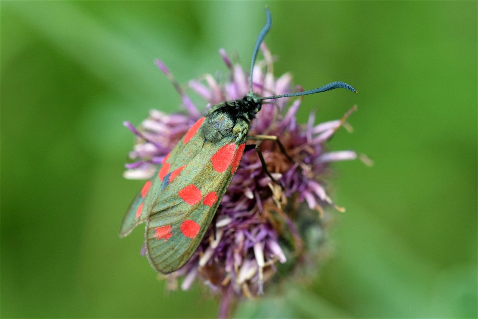 Six-spot burnet moth (Zygaena filipendulae) on scabious. East Yorkshire, UK.