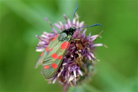 Six-spot burnet moth (Zygaena filipendulae) on scabious. East Yorkshire, UK.