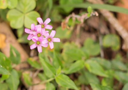 Plant flowers beautiful