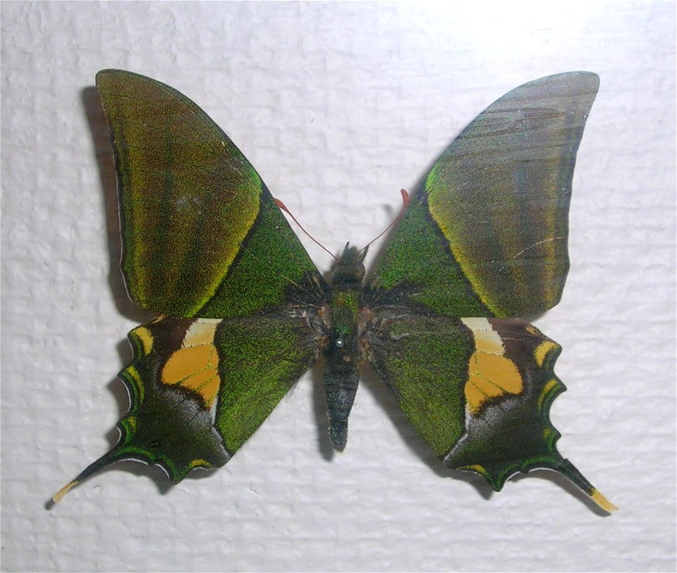 Teinopalpus imperialis from the Natural History Museum at Oslo. photo
